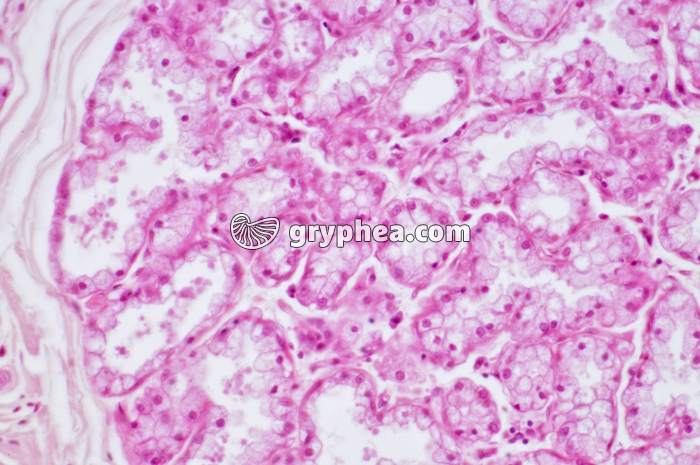 Glande mammaire active CT x100 - gryphea.com